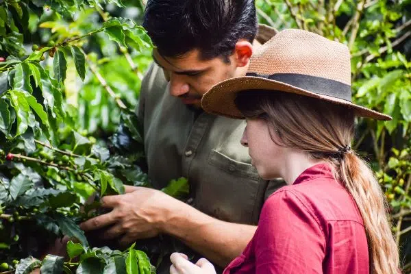 Focus how is coffee made from seed to cup