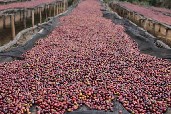 Focus wet and dry method of coffee processing