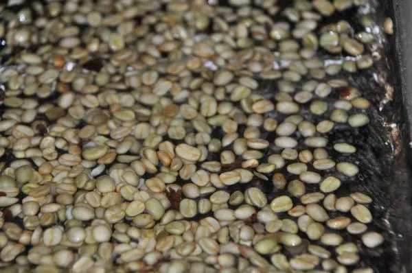Focus wet and dry method of coffee processing