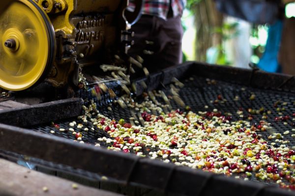 Focus wet and dry method of coffee processing