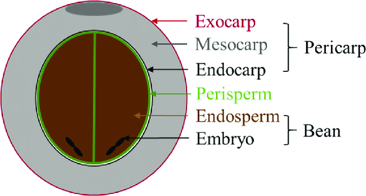 Focus About Coffee Cherry