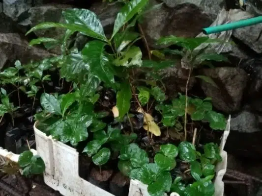 coffee plant