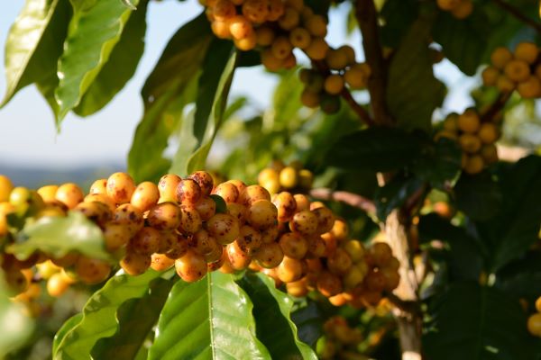 Focus About Coffee Cherry