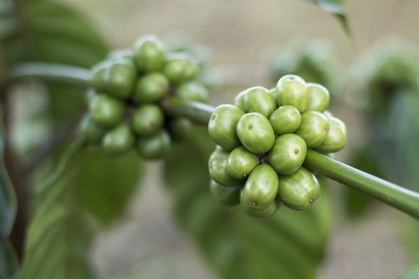 Focus About Coffee Cherry