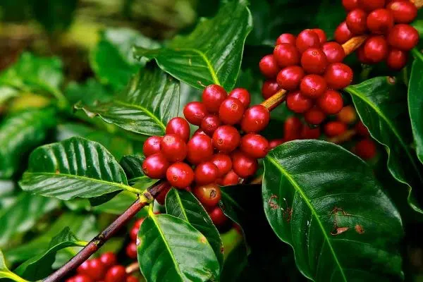 Focus About Coffee Cherry