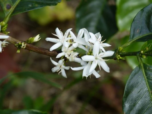 Focus About Coffee Cherry