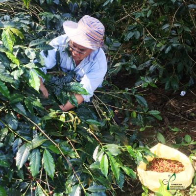 Focus understanding coffee harvesting methods