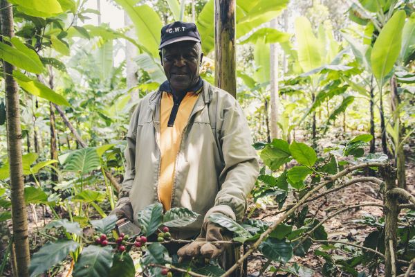 Focus understanding coffee harvesting methods