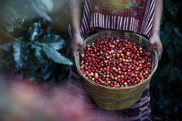 Focus what is a coffee bean is it considered a seed