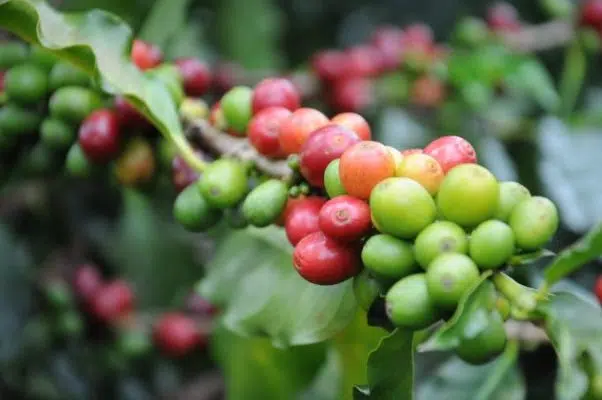 Focus liberica coffee