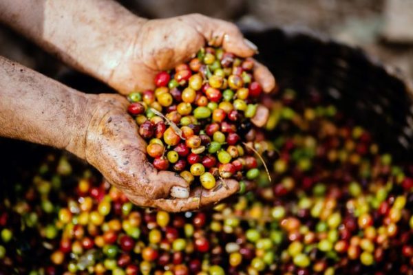 Focus understanding coffee harvesting methods