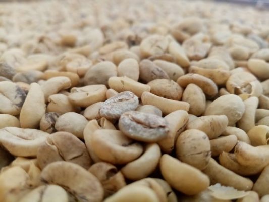 Focus what is a coffee bean is it considered a seed