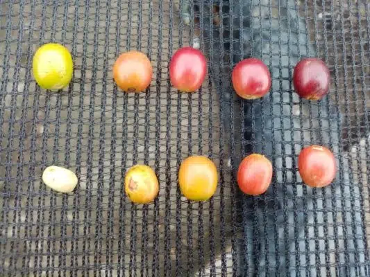 varieties of arabica coffee