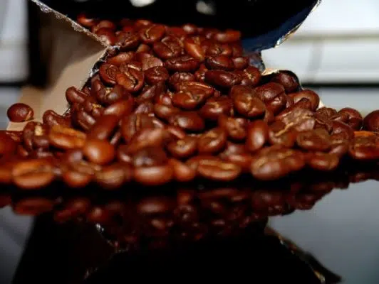 Focus what does 100% arabica mean
