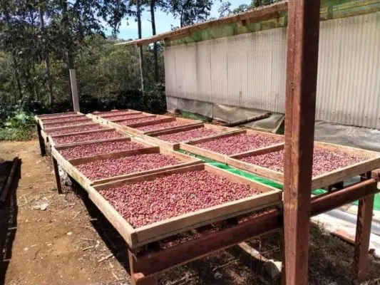 Focus how is coffee made from seed to cup