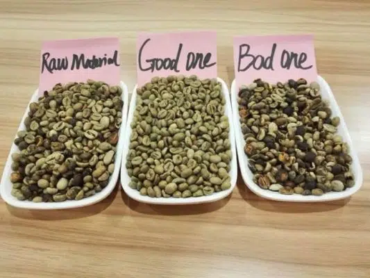 Focus how is coffee made from seed to cup