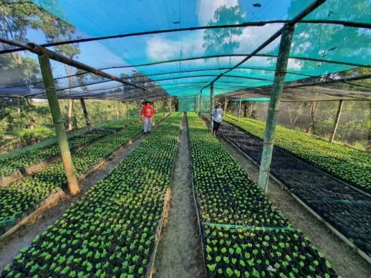 Focus how is coffee made from seed to cup