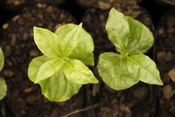 Focus how is coffee made from seed to cup