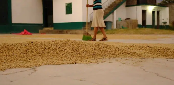 Focus how is coffee made from seed to cup