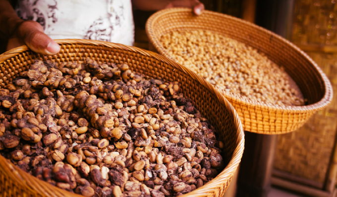 What is Luwak Coffee? A Guide to the Most Expensive Coffee in the World