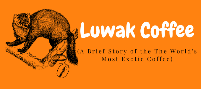 What is Luwak Coffee? A Guide to the Most Expensive Coffee in the World