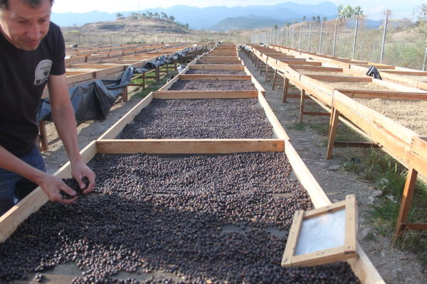 Focus Honduran coffee beans flavor region