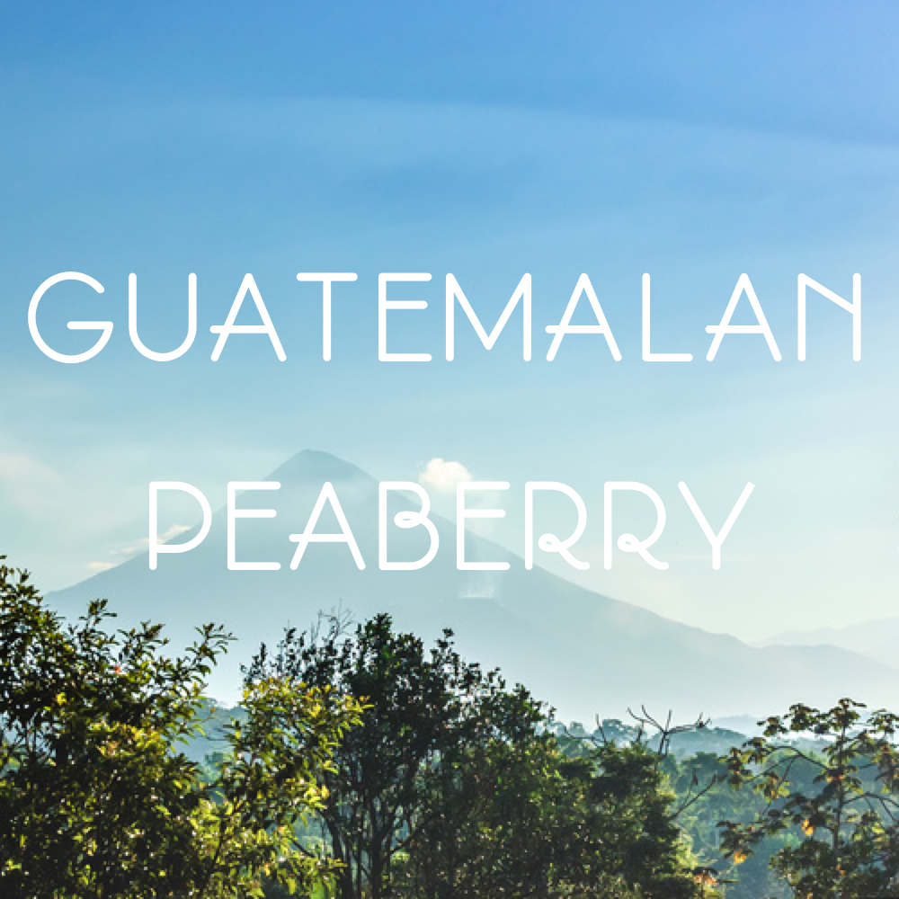 Focus Guatemalan coffee