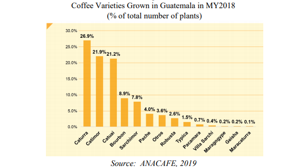 Focus Guatemalan coffee