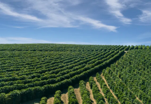 Focus top 10 coffee producing countries in the world