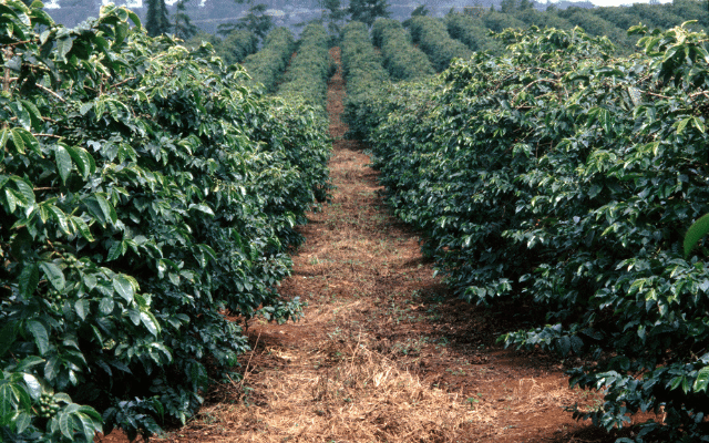 Focus Kenyan coffee learn rich history distinct variety