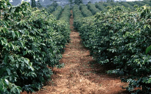 Focus Kenyan coffee learn rich history distinct variety