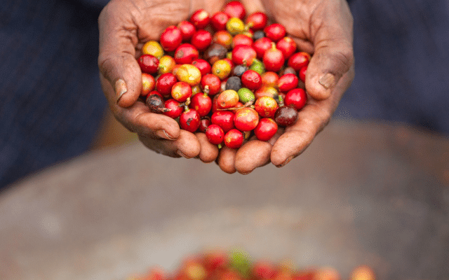 Focus Kenyan coffee learn rich history distinct variety