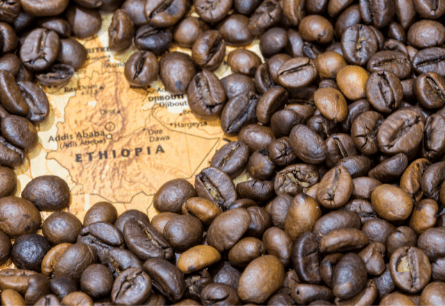 coffee plantation in Ethiopia