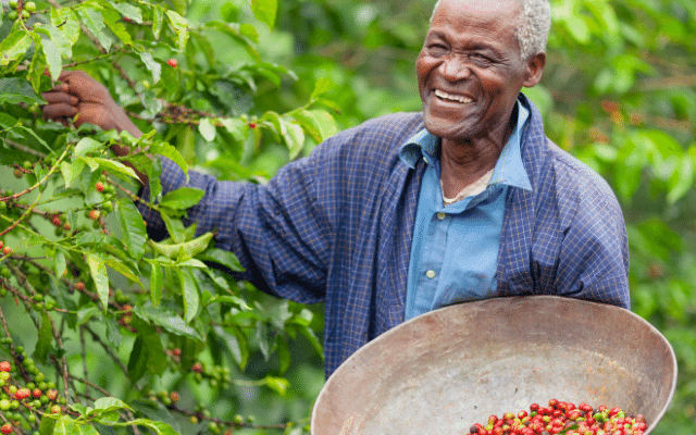 Focus Kenyan coffee learn rich history distinct variety