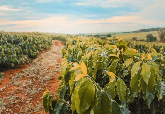 Focus top 10 coffee producing countries in the world