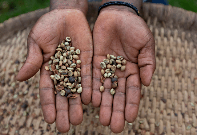 Focus top 10 coffee producing countries in the world