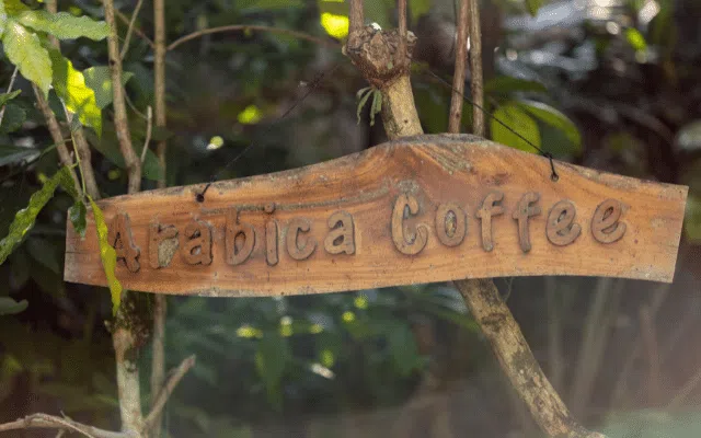 Focus what does a coffee plant look like