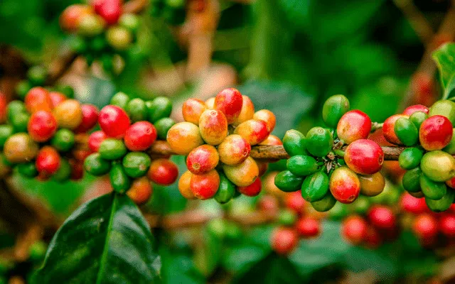Focus colombian coffee guide to the best quality and taste
