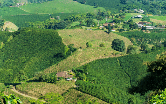 Focus colombian coffee guide to the best quality and taste