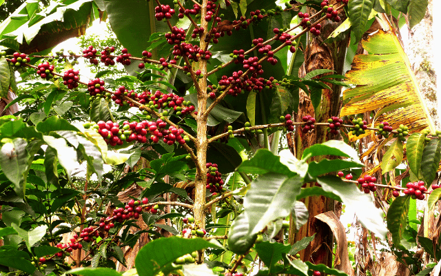 Focus what does a coffee plant look like