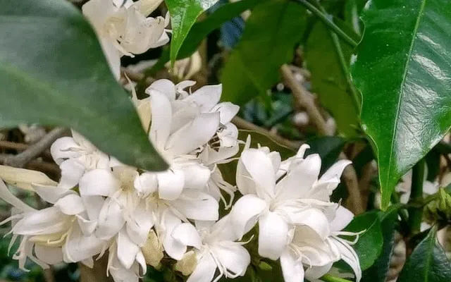 Focus what does a coffee plant look like