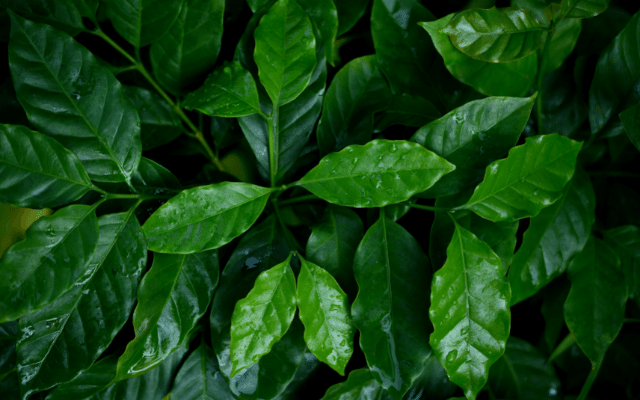 Focus what does a coffee plant look like