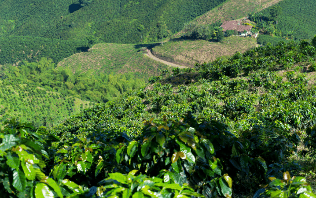 Focus what does a coffee plant look like