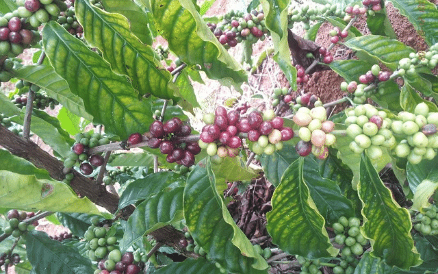 Focus what does a coffee plant look like