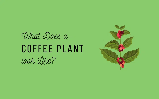 Focus what does a coffee plant look like