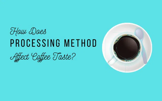 Focus how does processing method impact coffee taste