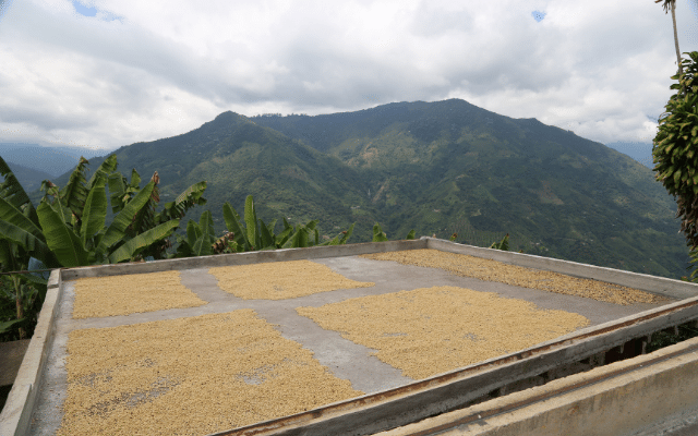 Focus colombian coffee guide to the best quality and taste