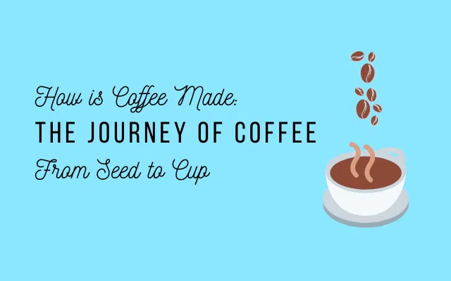 Focus how is coffee made from seed to cup