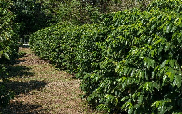 Focus Brazilian coffee what makes it the World’s Leading Exporter