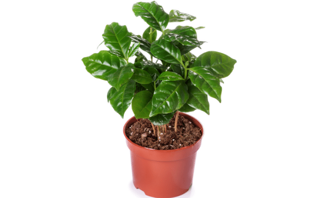 Focus how to grow coffee plant home with 7 proven steps